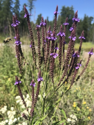 Blue Vervain detail