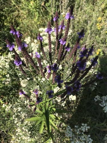Blue Vervain detail