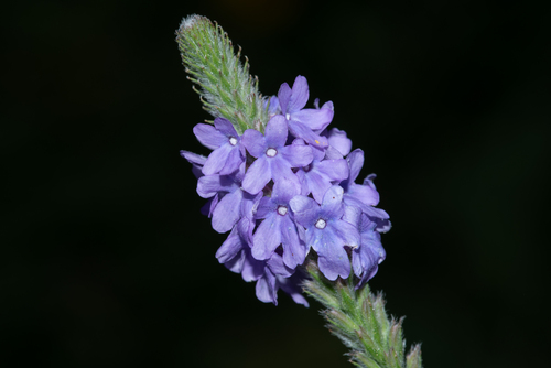Hoary Vervain detail