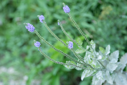 Hoary Vervain detail