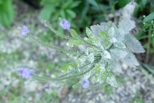 Hoary Vervain detail
