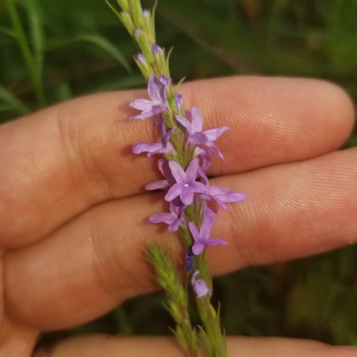Hoary Vervain detail