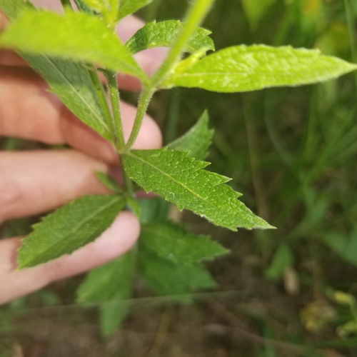 Hoary Vervain detail