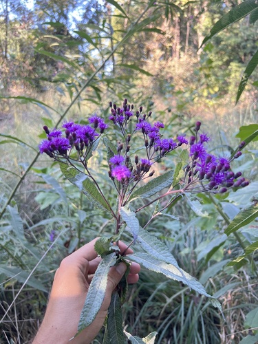 Tall Ironweed detail