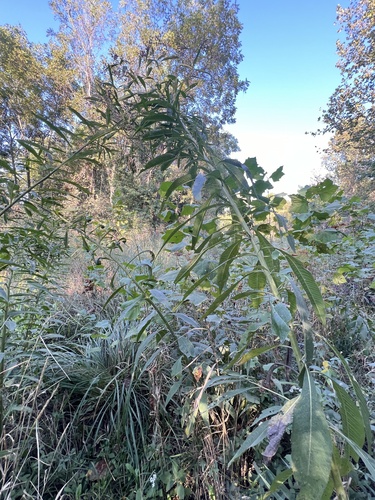Tall Ironweed detail