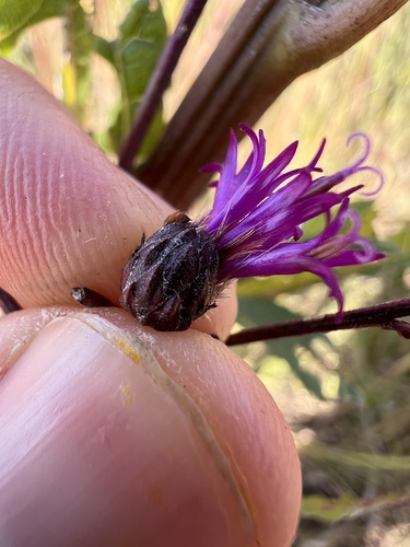 Tall Ironweed detail