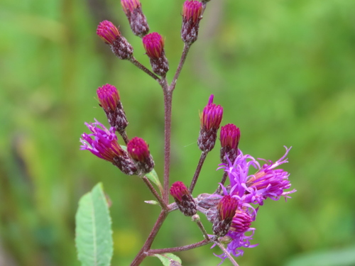 Tall Ironweed detail