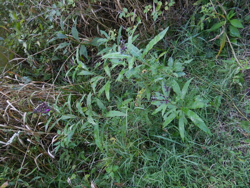 New York Ironweed detail