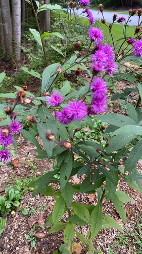 New York Ironweed detail