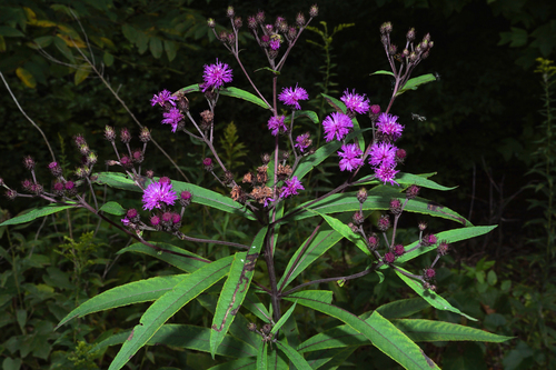 New York Ironweed detail