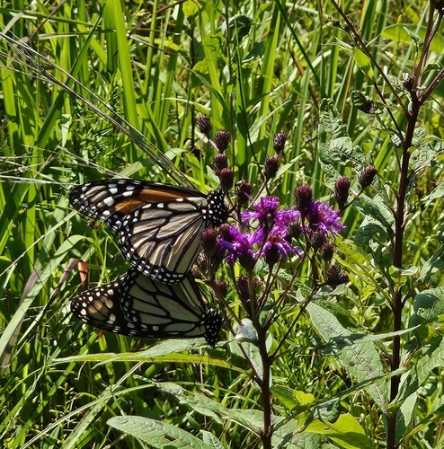 New York Ironweed detail