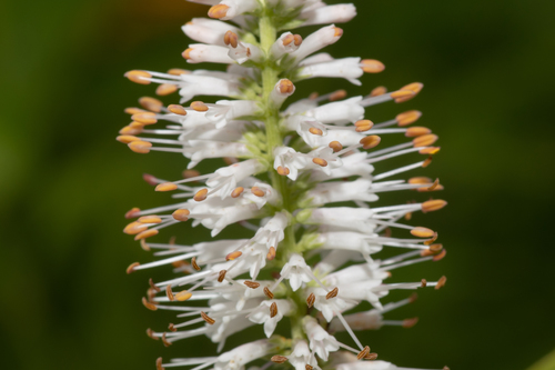 Culver's Root detail