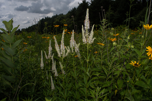 Culver's Root detail