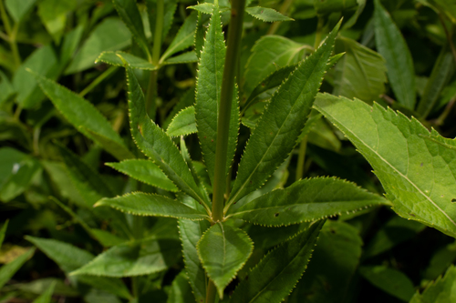 Culver's Root detail