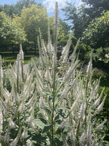 Culver's Root detail