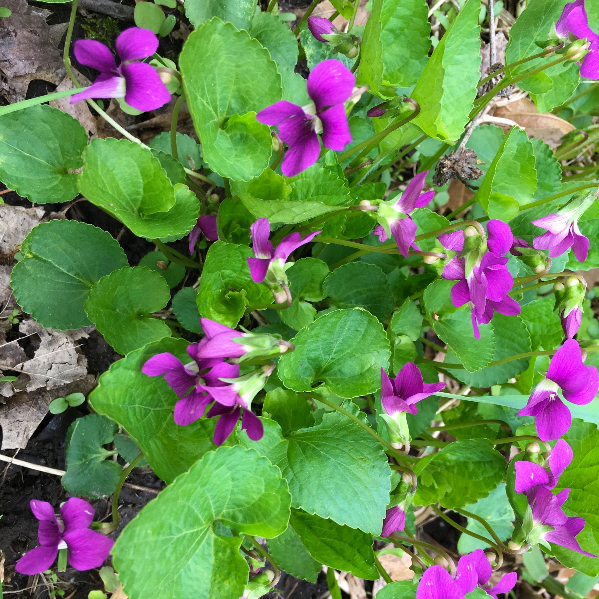 Meadow Blue Violet detail