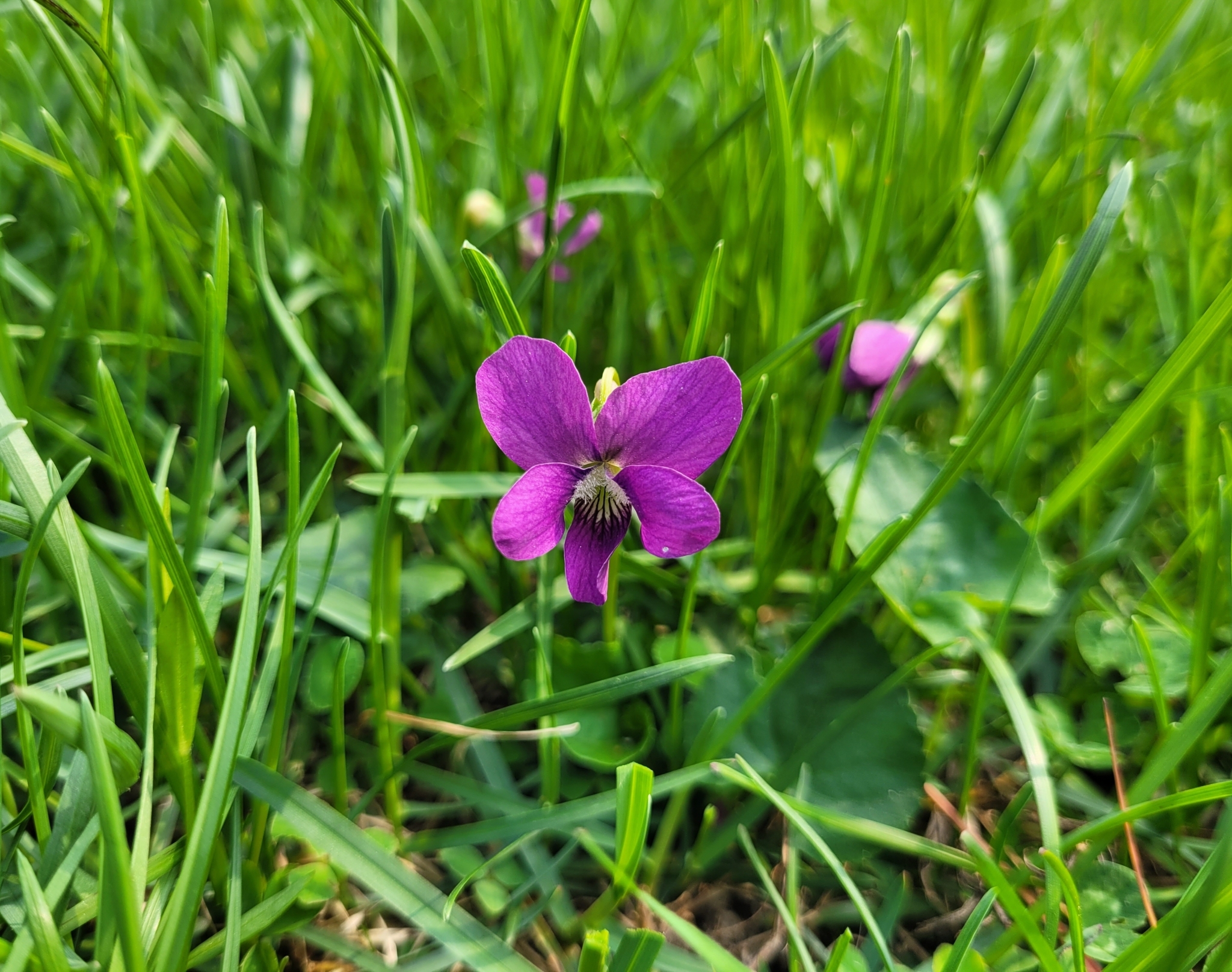 Meadow Blue Violet detail