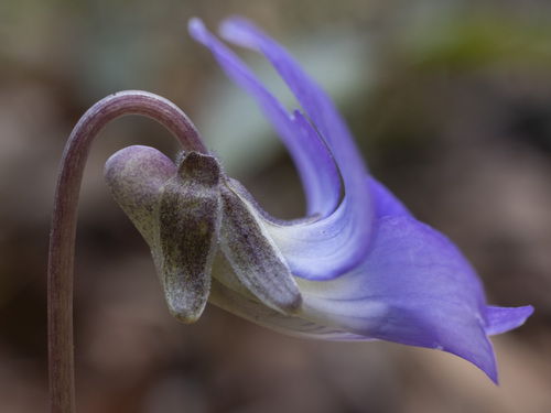 Meadow Blue Violet detail