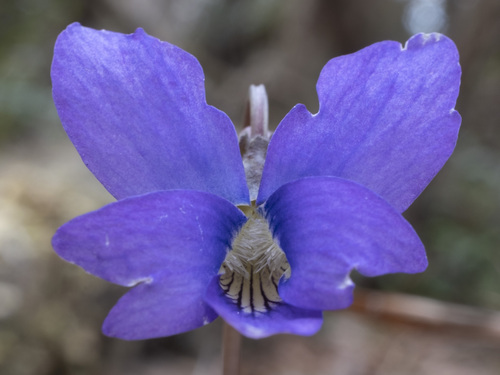 Meadow Blue Violet detail