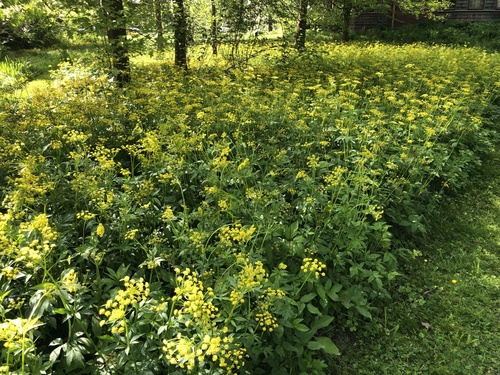Golden Alexanders detail