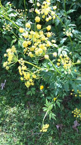 Golden Alexanders detail
