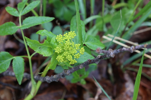 Golden Alexanders detail