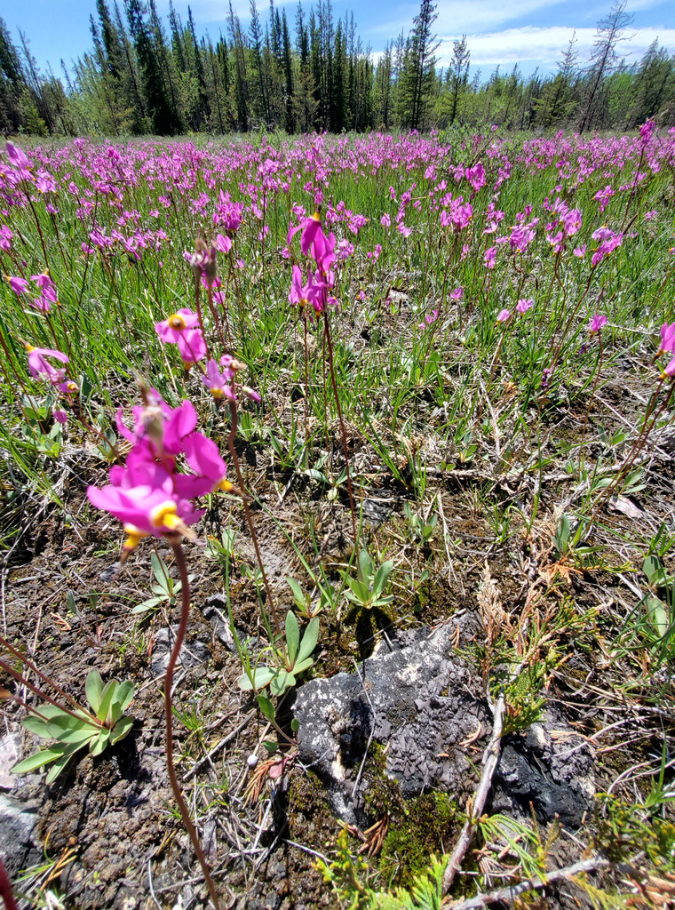 Midland Shooting Star