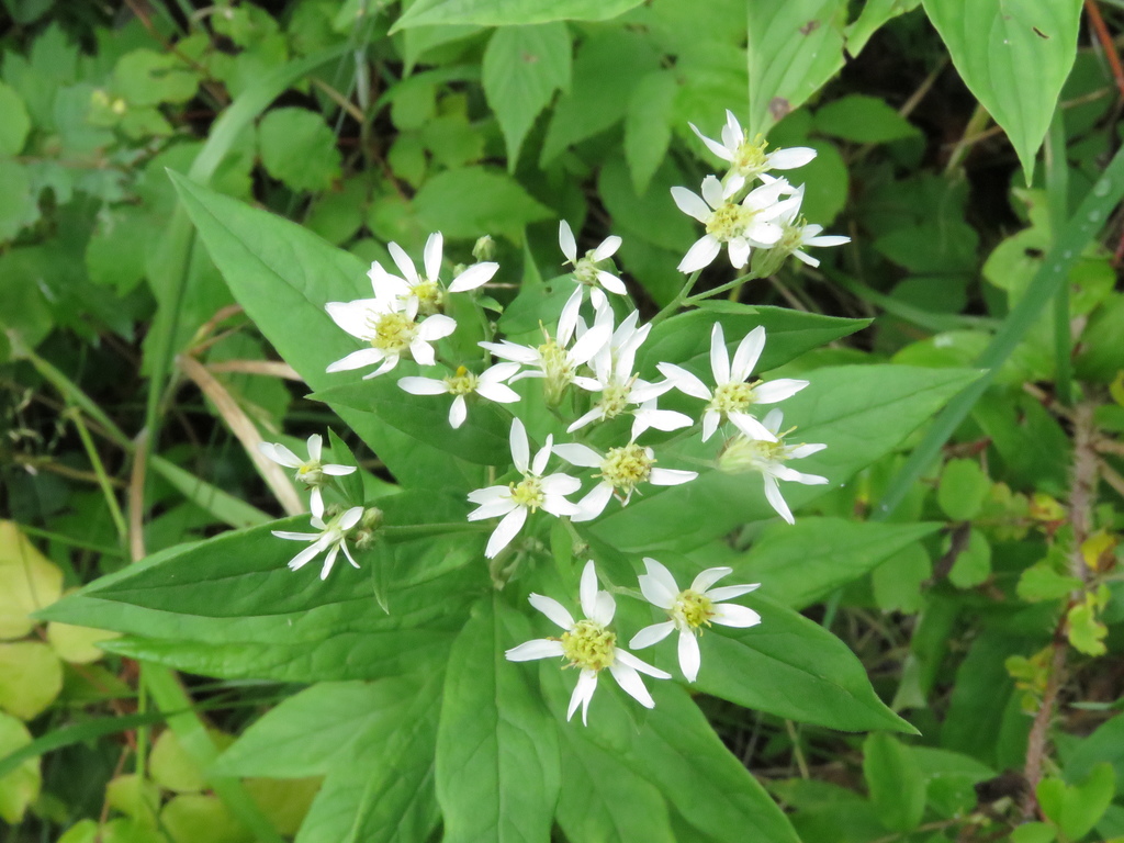Flat-topped Aster
