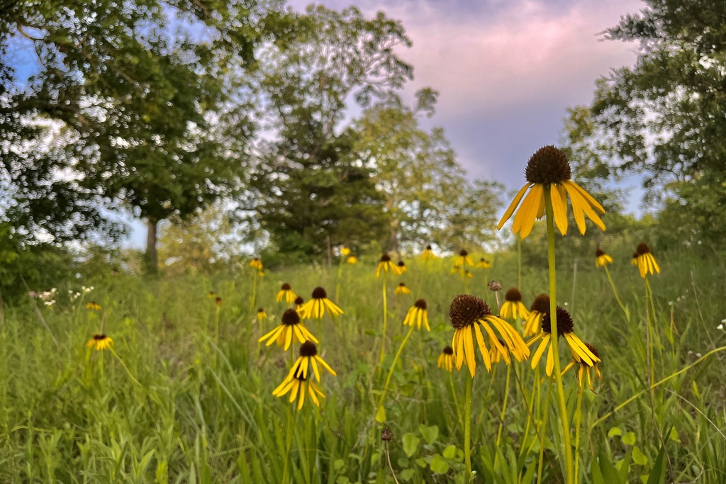 Bush's Coneflower