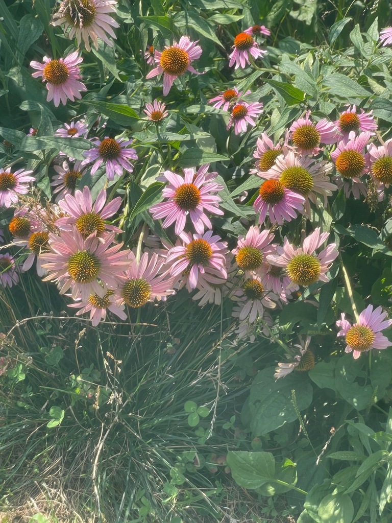 Purple Coneflower &mdash; Echinacea purpurea