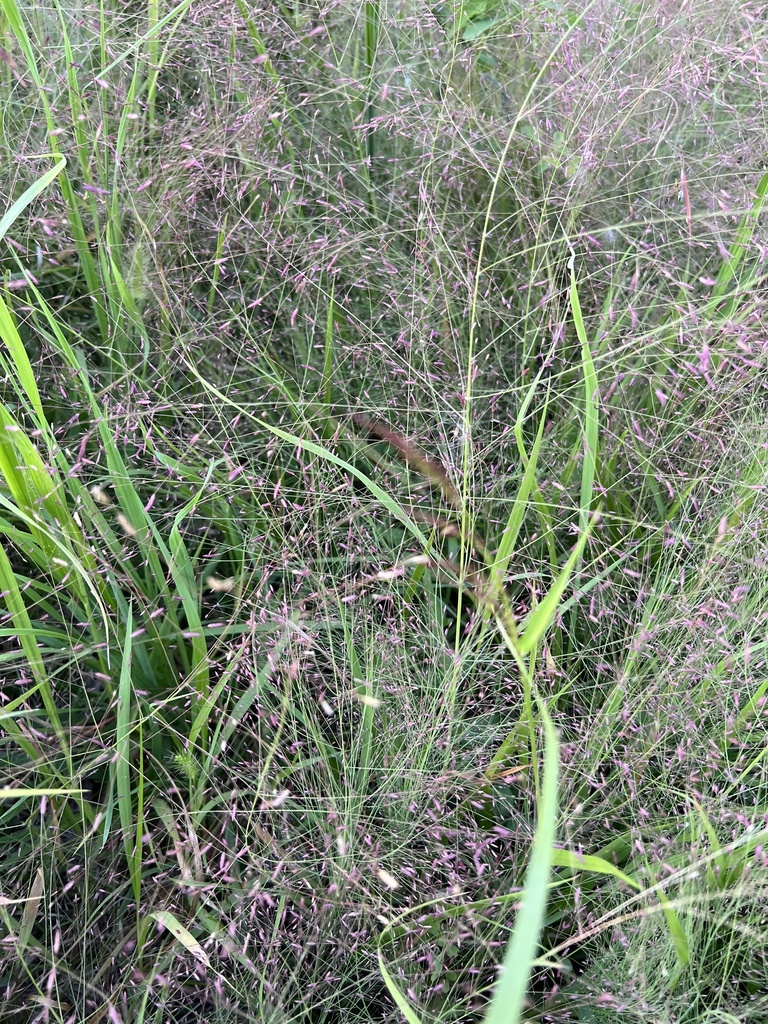 Purple Love Grass &mdash; Eragrostis spectabilis