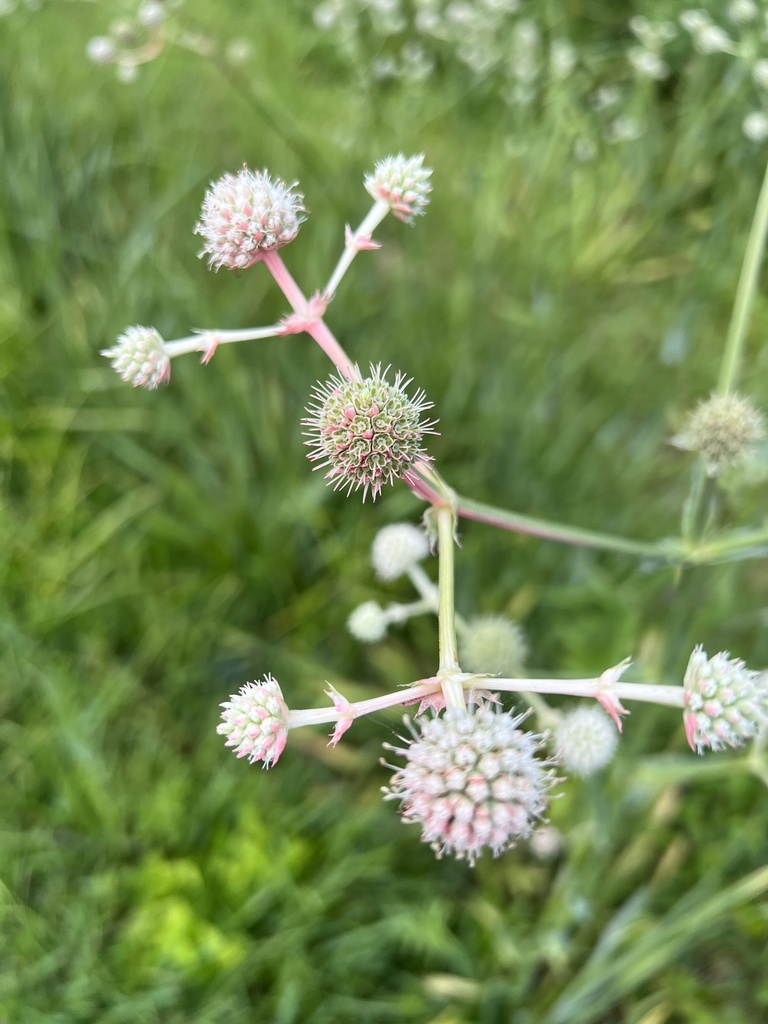 Rattlesnake Master