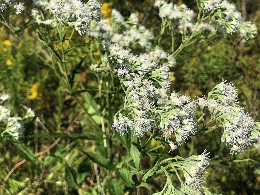 Boneset &mdash; Eupatorium perfoliatum