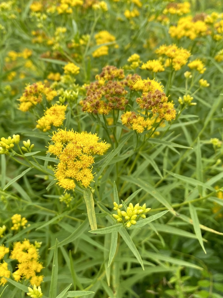 Grass-leaved Goldenrod