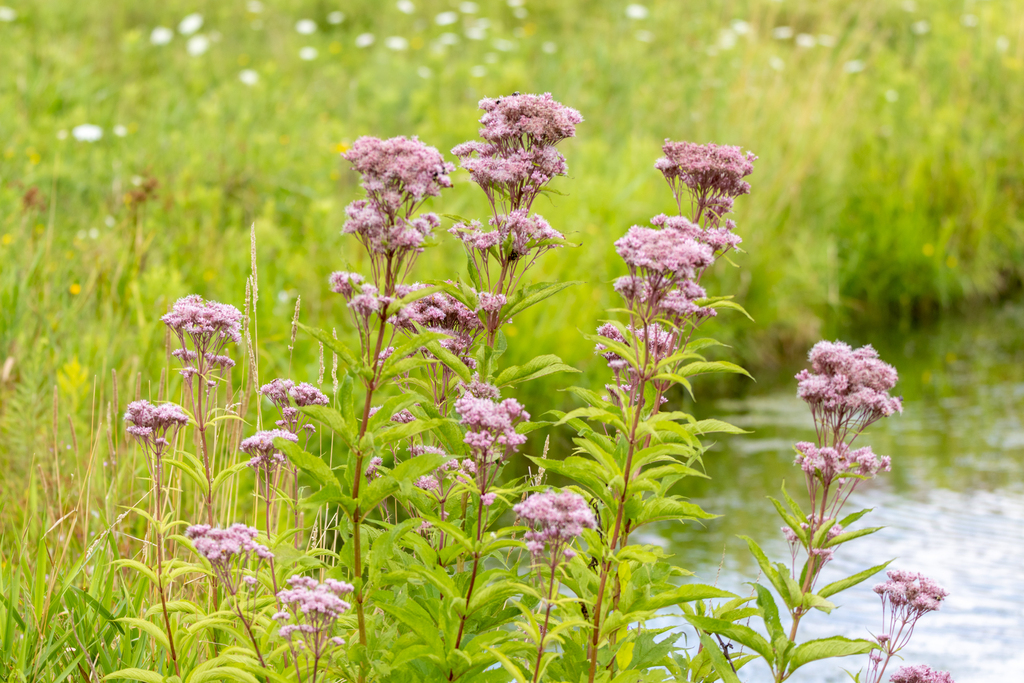Spotted Joe Pye Weed