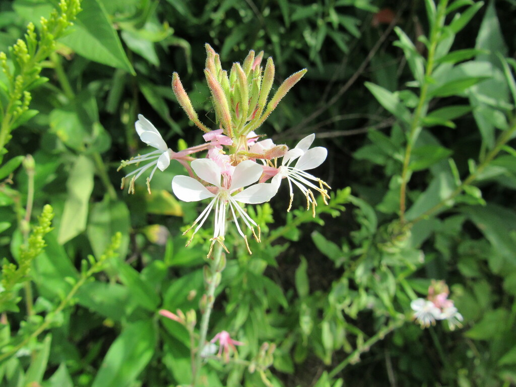 Biennial Gaura