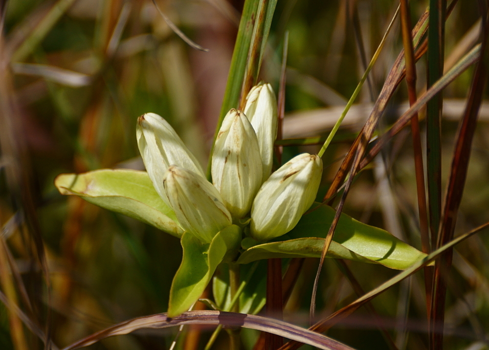Cream Gentian