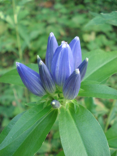 Bottle Gentian &mdash; Gentiana andrewsii