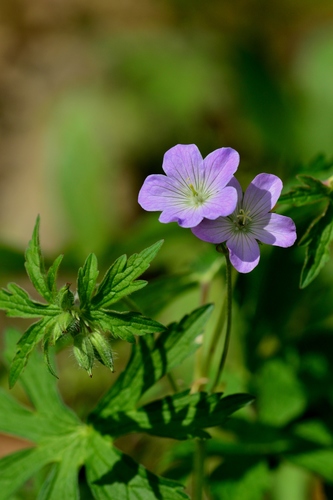 Wild Geranium &mdash; Geranium maculatum