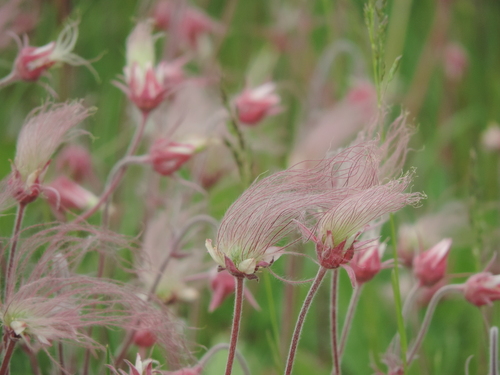 Prairie Smoke &mdash; Geum triflorum