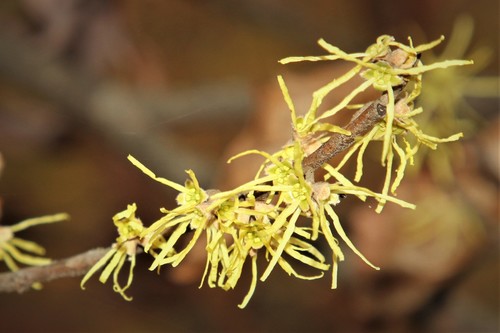Witch Hazel &mdash; Hamamelis virginiana