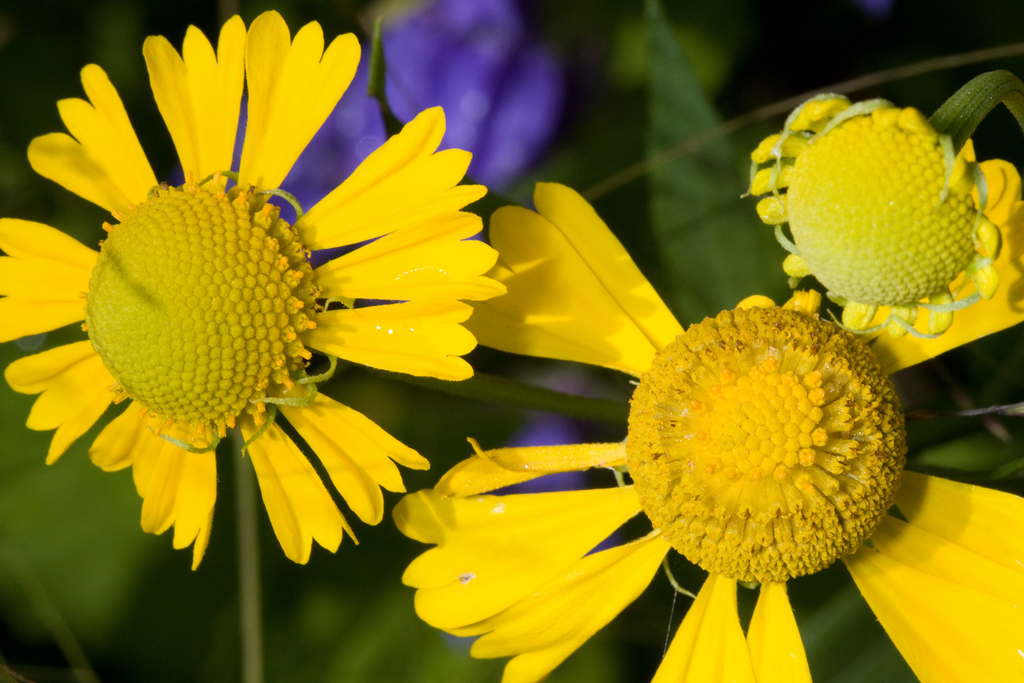 Sneezeweed &mdash; Helenium autumnale