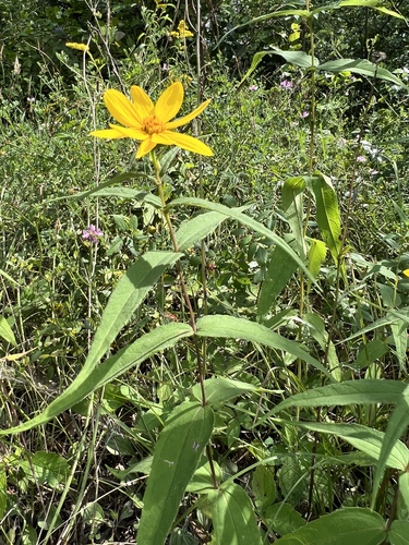 Woodland Sunflower &mdash; Helianthus divaricatus