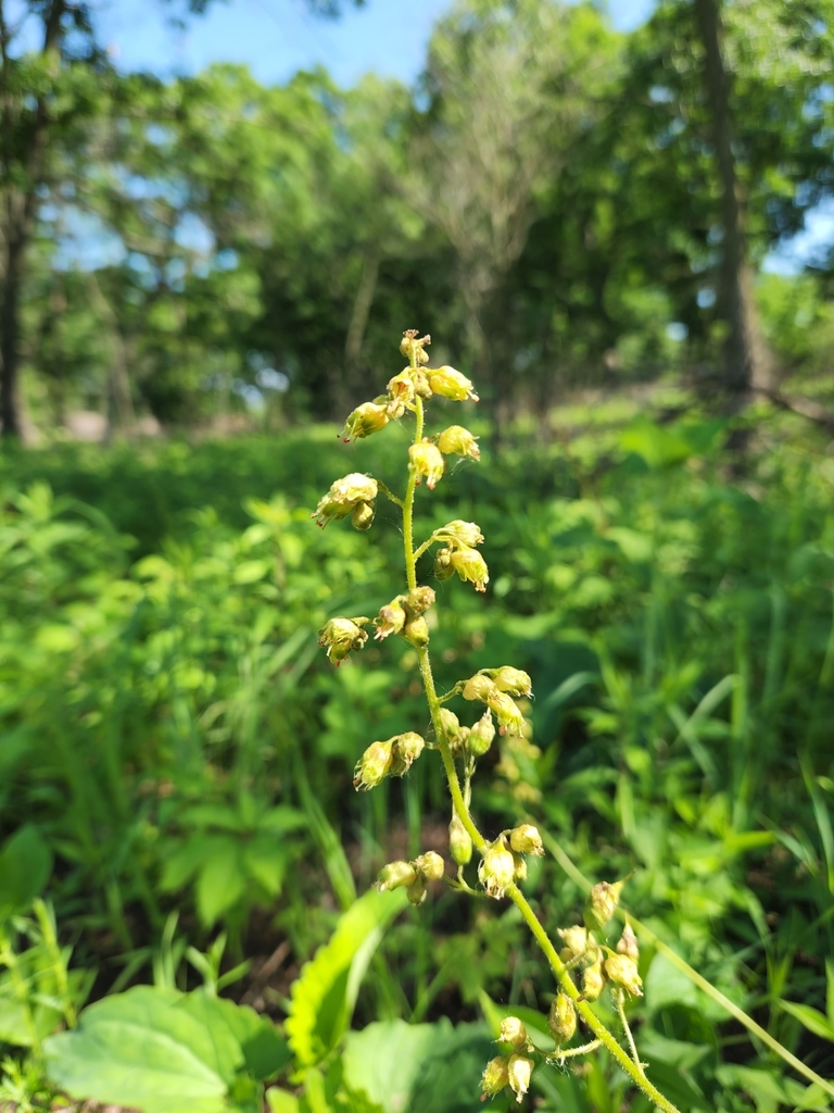 Prairie Alumroot