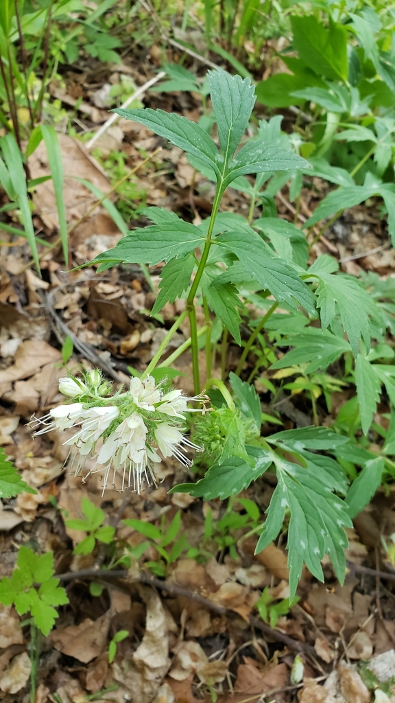 Virginia Waterleaf