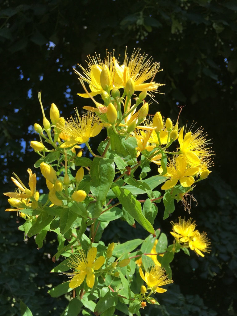 Great Canada St. John's Wort &mdash; Hypericum majus
