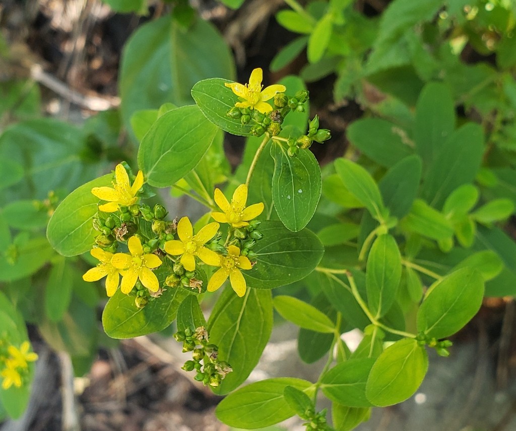 Spotted St. John's Wort &mdash; Hypericum punctatum