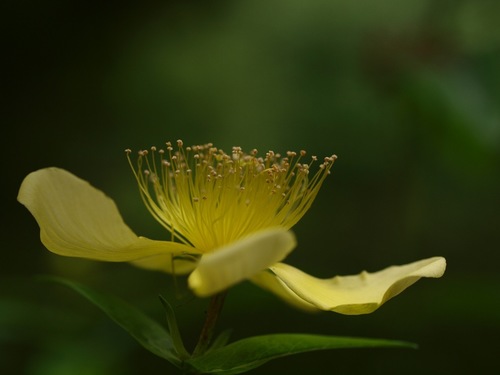 Great St. John's Wort &mdash; Hypericum pyramidatum