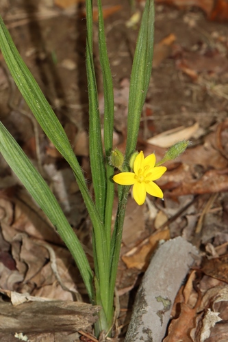 Yellow Star Grass &mdash; Hypoxis hirsuta
