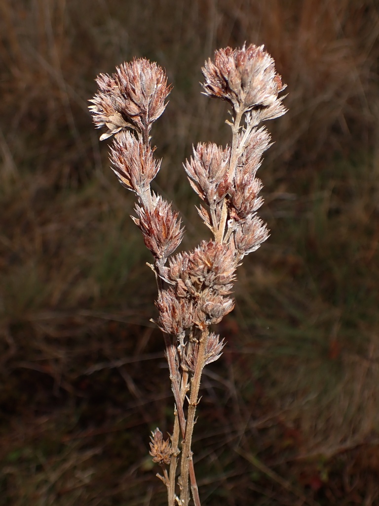 Round-headed Bush Clover &mdash; Lespedeza capitata